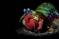 Camarones con mantis de pavo real que transportan huevos - foto de stock