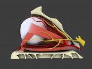 Медицинская иллюстрация анатомии глаза человека — стоковое фото
