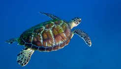 Черная морская черепаха в голубой воде — стоковое фото