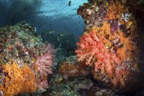Weichkorallen und Fische am Riff — Stockfoto