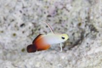 Fire dartfish swimming above reef — Stock Photo