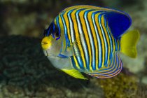 Regal angelfish primo piano colpo — Foto stock