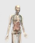 Transparent human body with internal organs, lymphatic and circulatory systems — Stock Photo