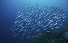 Schule der Moorfische unter Wasser — Stockfoto