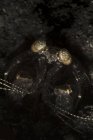 Копье богомола креветки в норе — стоковое фото