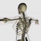 Трехмерный вид женской верхней части спины и скелетной системы — стоковое фото