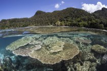 Récif corallien près de l'île calcaire — Photo de stock