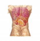 Quadrants abdominaux avec organes internes et cage thoracique — Photo de stock