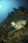 Tartaruga marinha verde na borda rochosa — Fotografia de Stock