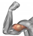 Illustration eines gebeugten Arms, der den Bizepsmuskel zeigt — Stockfoto