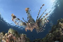Pesce leone in acque poco profonde — Foto stock