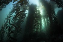Floresta de algas gigantes — Fotografia de Stock