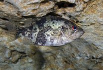 Shadow bass in Morrison Springs cavern — Stock Photo