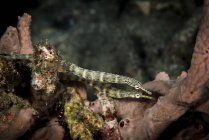 Network pipefish swimming over reef — Stock Photo