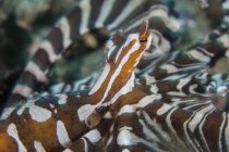 Wonderpus octopus closeup headshot — Stock Photo