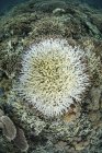 Colonies de coraux qui commencent à blanchir — Photo de stock