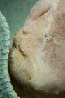 Gigante rana pescatrice primo piano headshot — Foto stock