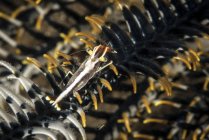 Camarones con crinoides en Filipinas - foto de stock