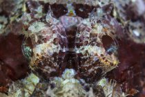Scorpionfish yeux gros plan — Photo de stock