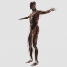 Anatomía del sistema muscular masculino sobre fondo blanco - foto de stock