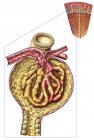 Anatomia della capsula glomerulare dell'arciere — Foto stock