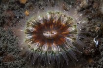 Pólipo de coral em fundo marinho arenoso — Fotografia de Stock