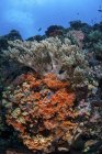 Красочные кораллы на рифе вблизи Сулавеси — стоковое фото