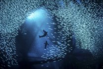 Seelöwen spielen mit Köderfischen — Stockfoto