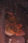 Красная рыба-скорпион на розовой губке — стоковое фото
