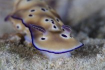 Hypselodoris tryoni nudibranch — Stock Photo