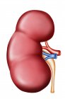 Anatomie der menschlichen Niere auf weißem Hintergrund — Stockfoto