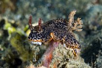 Nembrotha nudibranch vicino Milne Bay — Foto stock