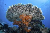 Мягкие кораллы под столом кораллов — стоковое фото