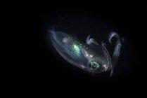 Calamari della barriera corallina che si librano nell'acqua scura — Foto stock
