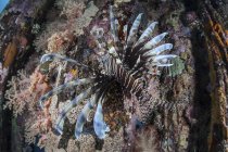 Lionfish swimming over reef — Stock Photo
