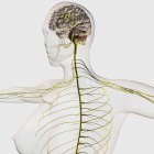 Медична ілюстрація нервової системи людини та мозку — стокове фото