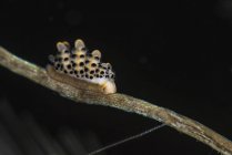 Doto Bella nudibranch no galho — Fotografia de Stock
