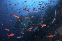 Creolefish du Pacifique nageant au-dessus du récif rocheux — Photo de stock