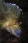 Морской скорпион с открытым ртом — стоковое фото