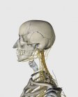 Illustration médicale du cartilage thyroïdien et des nerfs autour du cou et de la tête humains — Photo de stock