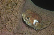 Porcupinefish juvenil em esponja marrom, Estreito de Lembeh — Fotografia de Stock