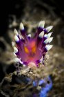 Deseable flabellina nudibranch - foto de stock