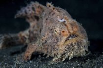 Hairy frogfish over sandy bottom — Stock Photo