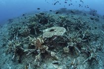 Coralli da tavola che crescono sulla barriera artificiale — Foto stock