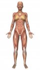 Vista frontal del sistema muscular femenino - foto de stock