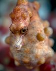 Pregnant pygmy seahorse — Stock Photo