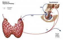 Relación de tiroides y glándula pituitaria - foto de stock