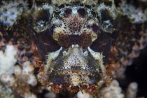 Escorpionfish close up headshot — Fotografia de Stock