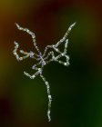 Free swimming sea spider — Stock Photo