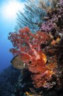 Farbenfrohe Korallen am Riff vor Sulawesi — Stockfoto